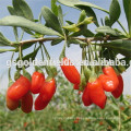 2016 new crop Top Quality Gojiberry From Gansu